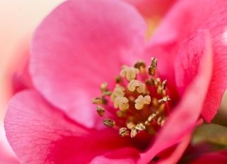 Pink blossom